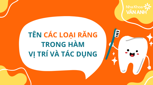 các loại răng
